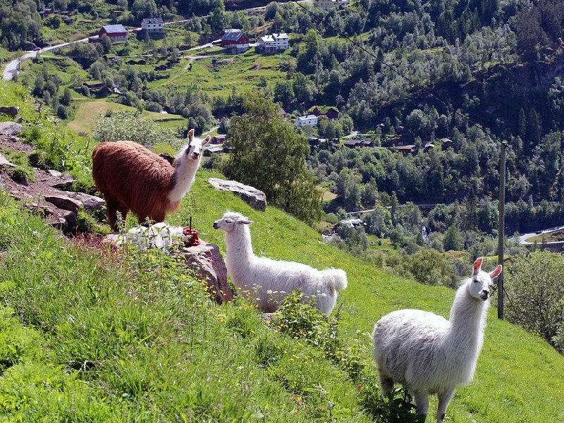 Ламы в Швейцарии